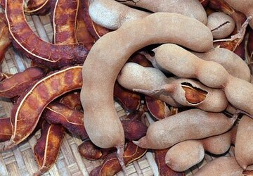 Ceylon Tamarind seeds, grow in a pot , as a bush or tree, TAMARINDUS INDICA , bonsai herb seeds for home