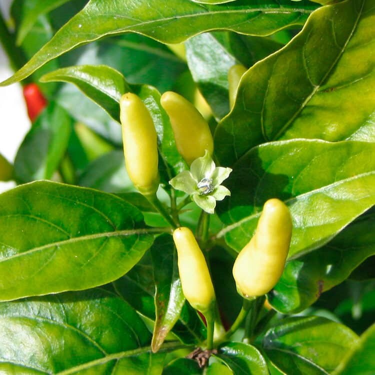 dry capsicum annuum planting seeds packet