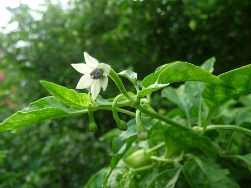 dry capsicum annuum planting seeds packet