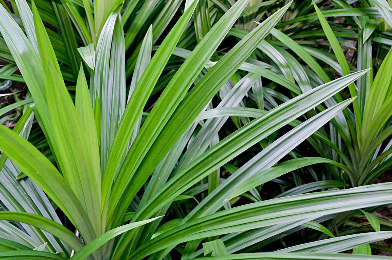 Organic powder pandan leaves fresh ceylon | Pandanus amaryllifolius