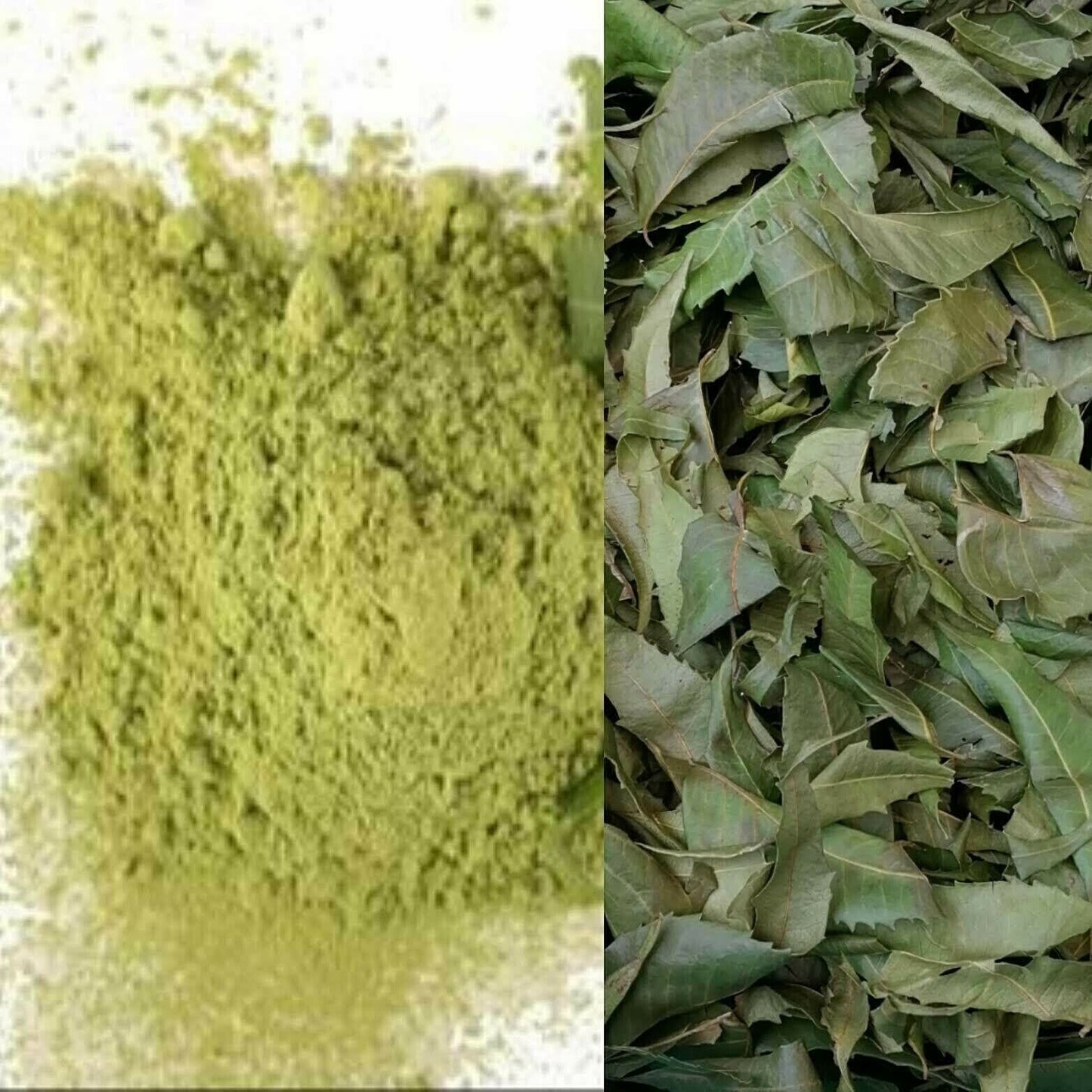 Ari Dry Neem leaf Extract Powder Natural Dried neem leaves Azadirachta indica