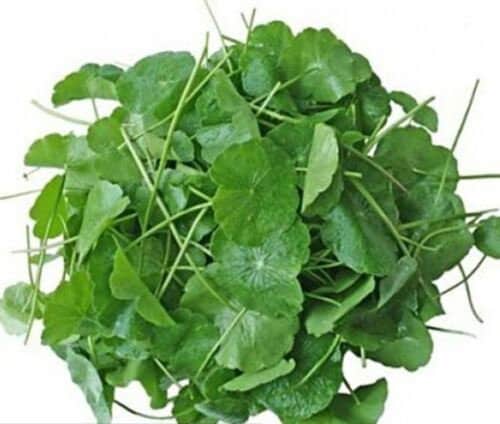 Organic Centella Asiatica Gotu Kola Leaf Powder For Anxiety,Calm Mind Free Shipp