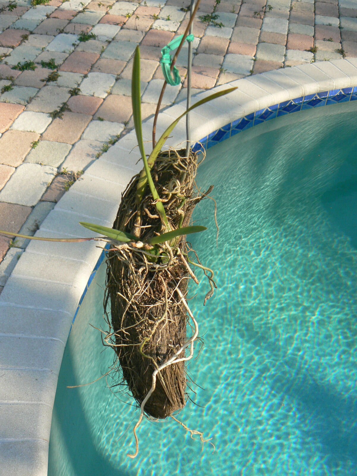 Orchid Ttillandia Coconut husk with hanger set of 3 Tropical Plant Hanger