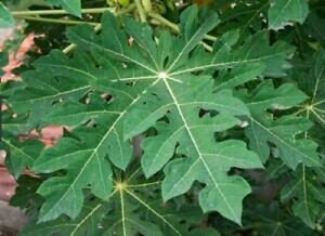 200g 7oz Organic Papaya Leaf leaves Dry POWDER from Srilanka (Carica papaya)