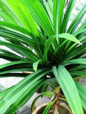 Organic powder pandan leaves fresh ceylon | Pandanus amaryllifolius