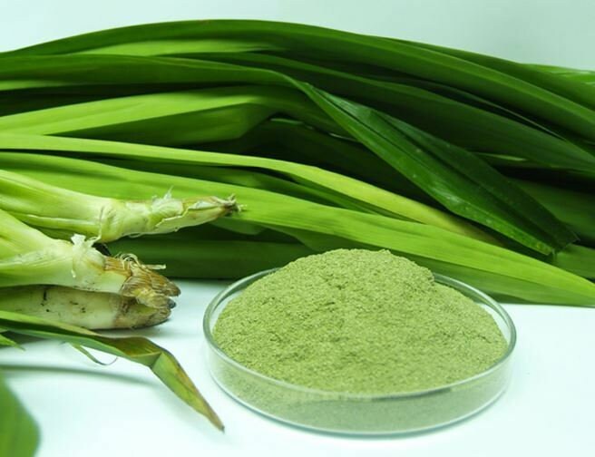 Organic powder pandan leaves fresh ceylon | Pandanus amaryllifolius