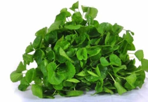 Organic Centella Asiatica Gotu Kola Leaf Powder For Anxiety,Calm Mind Free Shipp