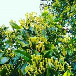 Sri lanka Organic Dried Herbal whole Clove Pods Pure -100g