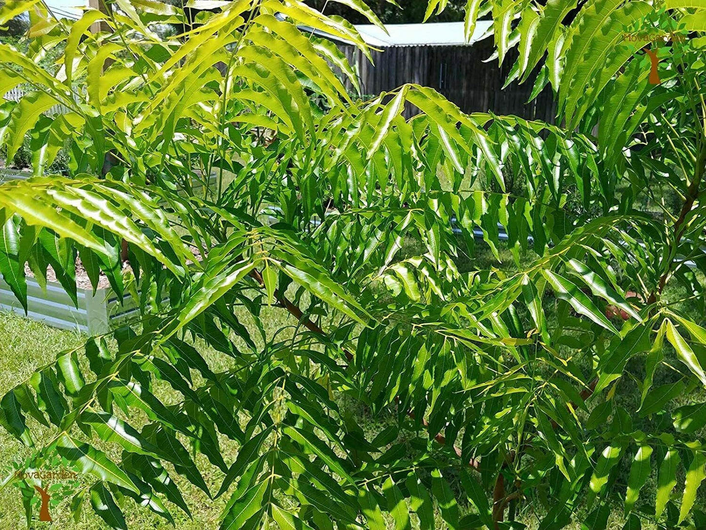 Organic Pure Dried Neem leaves azadirachta indica (Kohomba Leaves) Natural 50g