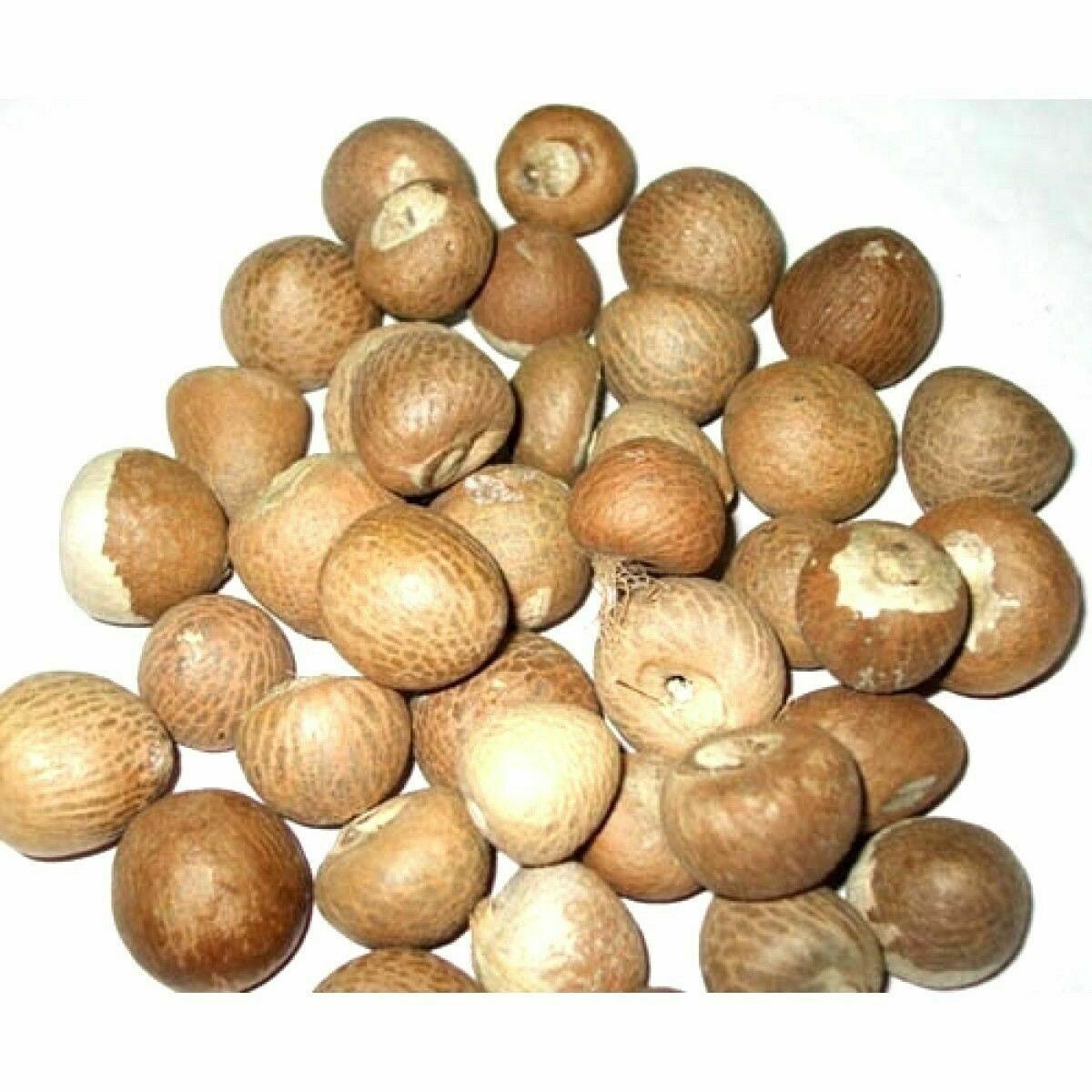 Betel Nuts whole Organic Dried Areca Nut Betel Nut Supari Free Ship