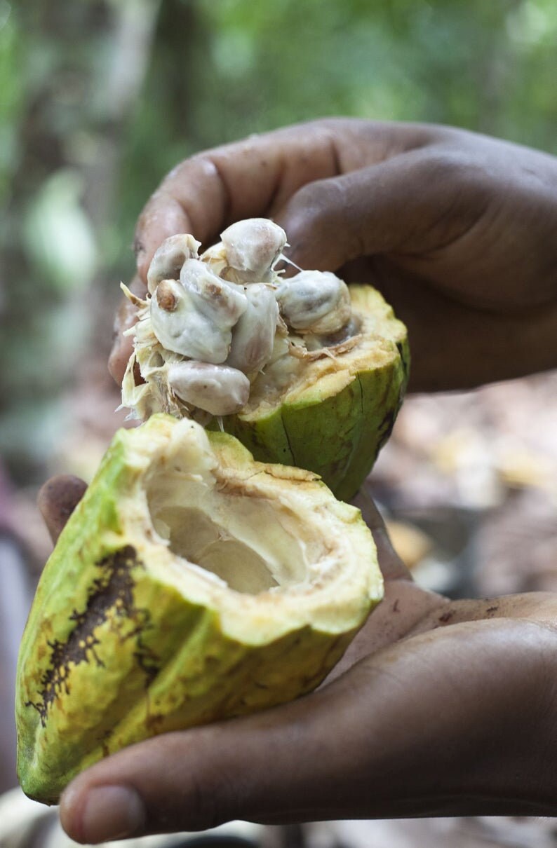 Theobroma Cocoa Seeds | Fresh planting live Cacao Seeds