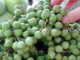 srilanka 100% pure Thai Pea Eggplant Seeds, Turkey berry, Pea Eggplant Organic Seeds for Vegetable Garden Organic Garden Supplies (Non GMO)