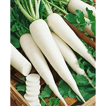 Long radish seeds pack for home garden from sri lanka ceylon products bonsai plants seedlings