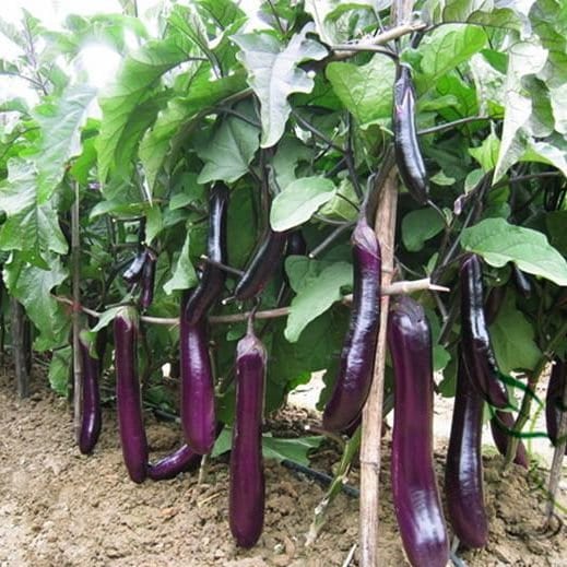 Ceylon traditional eggplant seeds thinnaveli brinjal seeds organic home garden seeds