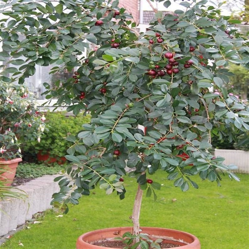 strawberry guava seeds | Cattley guava | Psidium cattleyanum | cherry guava | ceylon seeds fruit plant seeds
