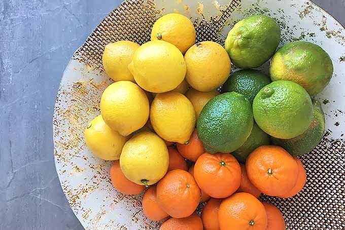 ceylon sweet, orange lemon seeds, Citrus crenatifolia, fruit seeds, for home garden live seeds