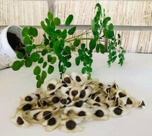 ceylon Moringa, Moringa oleifera, 20 seeds per pack, Moringaceae,drumstick seeds Organic seeds,