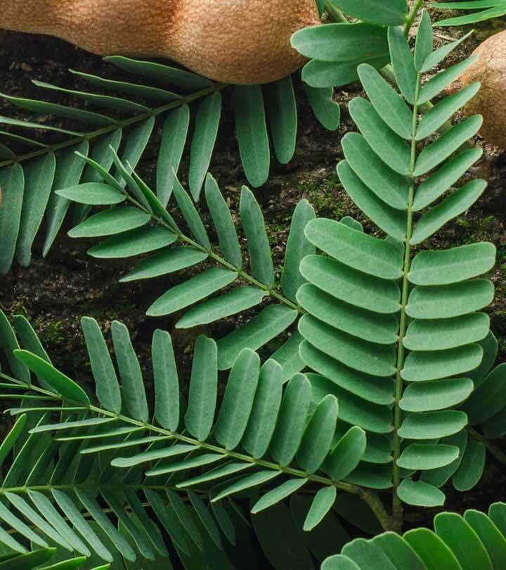 Ceylon 100g Dried Hummingbird Leaves 100% Organic Natural Leaf