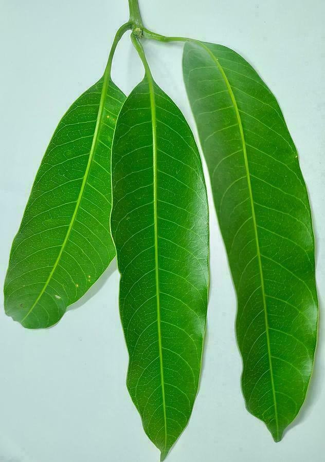 Herbal Organic Homemade Sri lanka 100% Natural Dried mango leaves Pure -200g