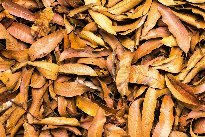 Herbal Organic Homemade Sri lanka 100% Natural Dried mango leaves Pure -200g