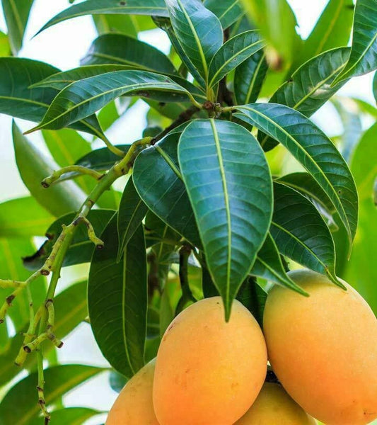Herbal Organic Homemade Sri lanka 100% Natural Dried mango leaves Pure -200g
