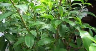 Diabetic Tea Insulin / Canereed Igneus /Thebu Leaves (Costus speciosus)