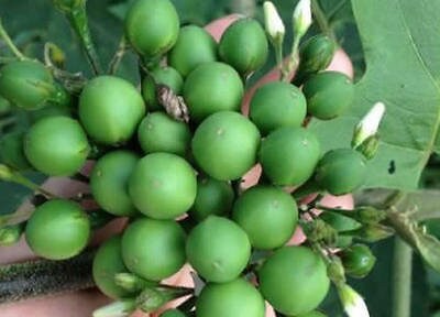 srilanka 100% pure Thai Pea Eggplant Seeds, Turkey berry, Pea Eggplant Organic Seeds for Vegetable Garden Organic Garden Supplies (Non GMO)