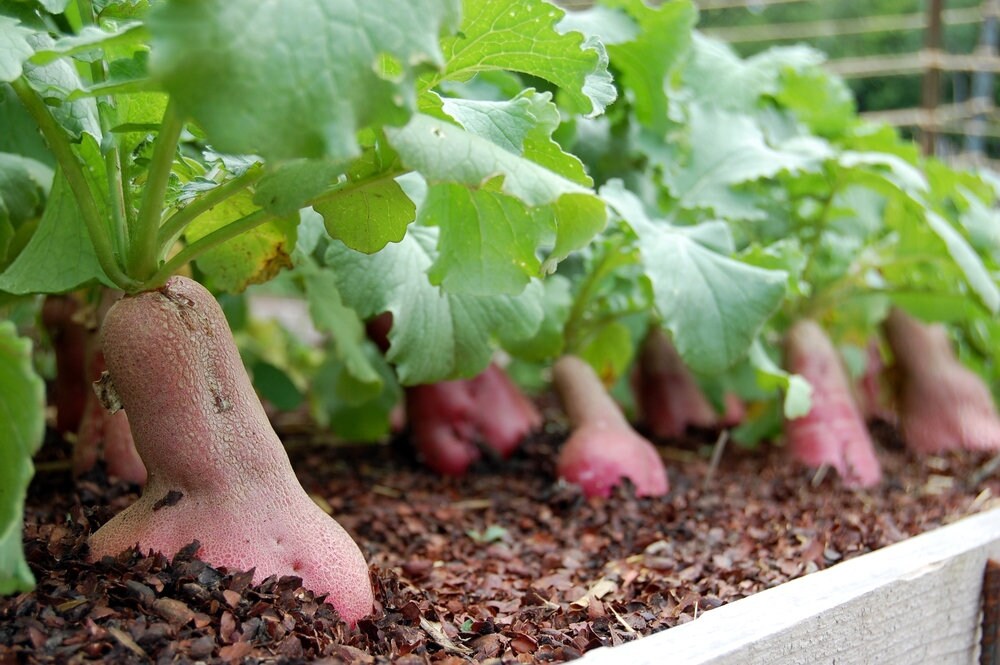 Long radish seeds pack for home garden from sri lanka ceylon products bonsai plants seedlings