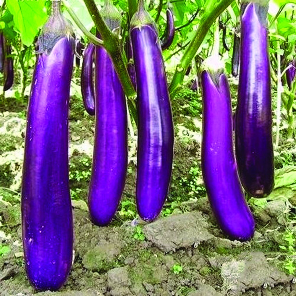 Ceylon traditional eggplant seeds thinnaveli brinjal seeds organic home garden seeds