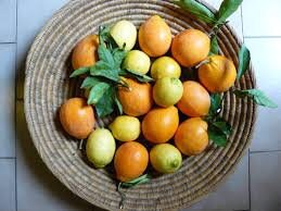 ceylon sweet, orange lemon seeds, Citrus crenatifolia, fruit seeds, for home garden live seeds