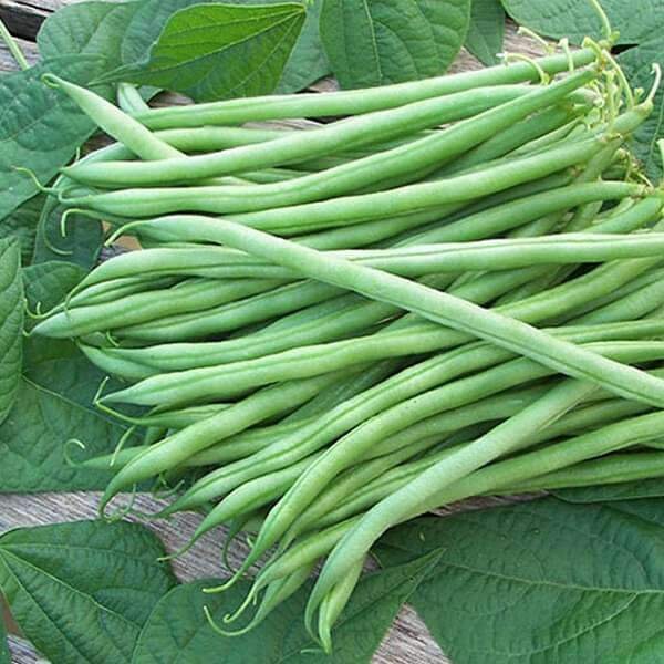 cluster bean seeds | bush beans | guar seeds | gavar | common bean | French bean | dwarf beans | pole beans | ceylon seeds