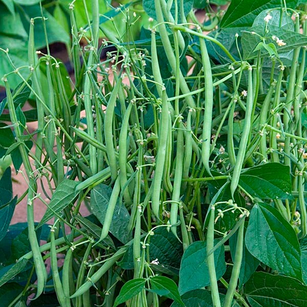 cluster bean seeds | bush beans | guar seeds | gavar | common bean | French bean | dwarf beans | pole beans | ceylon seeds