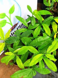 Kothala himbatu Tea Bags in  sri lanka Salacia reticulata (SR)