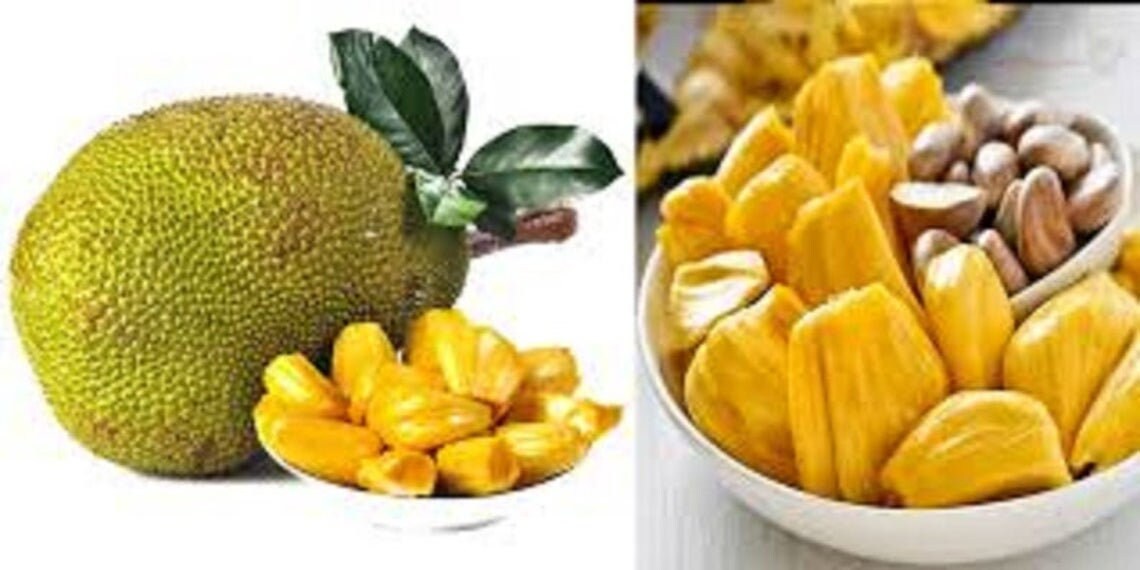 organic fresh jack fruit seeds world largest tropical fruit seeds 10