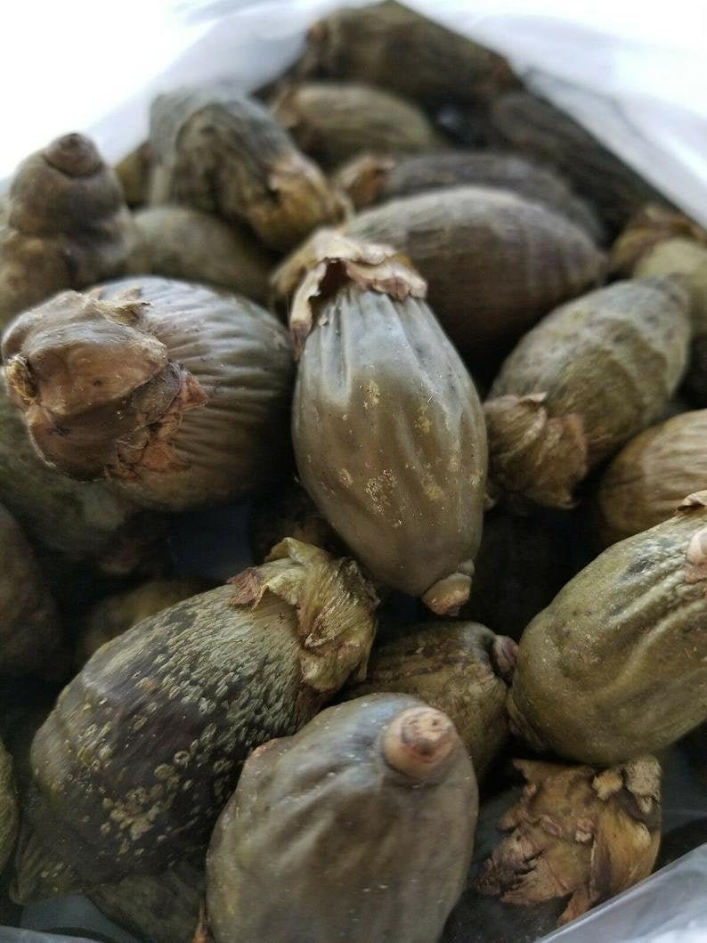 Dried Young Betel Nuts Areca Catechu Nut 100g FREE SHIPPING from Sri Lanka