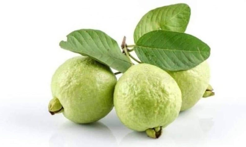 50 pcs Apple guava seeds ceylon organic fruit seeds for planting growing