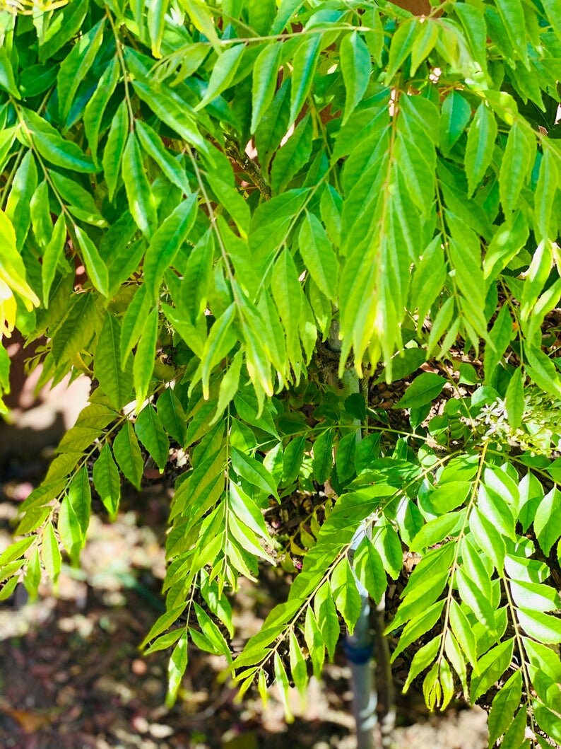 ORGANIC Ceylon Dry Curry Leaves Home Grown Dried Curry Leaf, Murraya koenigii, Bergera koenigii