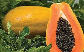 hybrid papaya seeds from sri lanka ceylon products home garden seeds organic