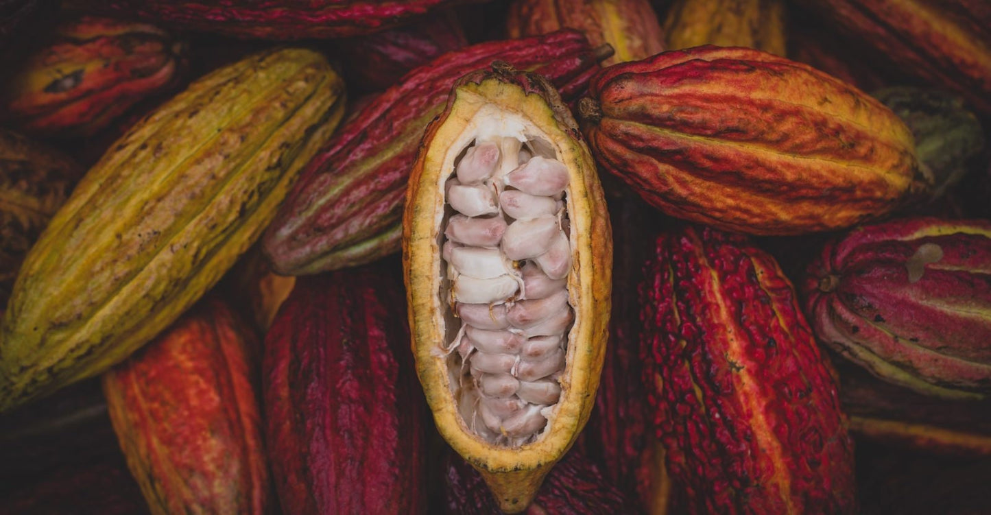Fresh Cocoa Seeds for planting row coco Theobroma Cocoa bean
