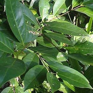 Kothala himbatu Tea Bags in  sri lanka Salacia reticulata (SR)