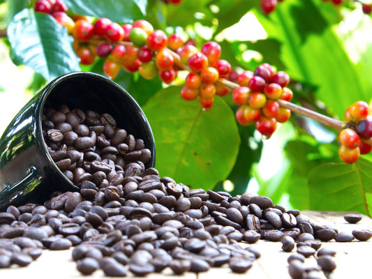 DWARF COFFEE PLANT 10 seeds - Tropical Coffee house plant