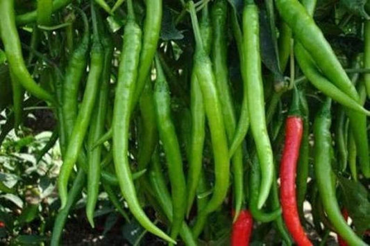 High Quality Organic Green Chili Seeds packKET  Medium HOT Long Chili Pepper