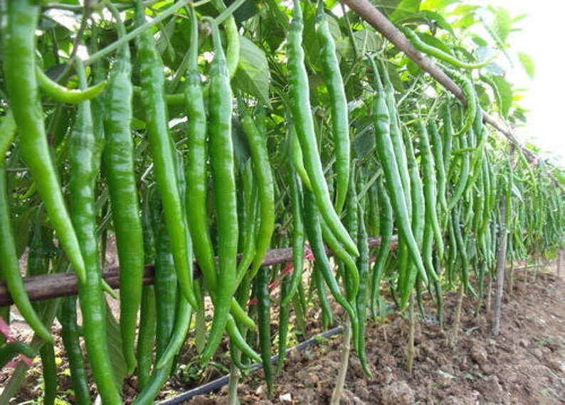 High Quality Organic Green Chili Seeds packKET  Medium HOT Long Chili Pepper