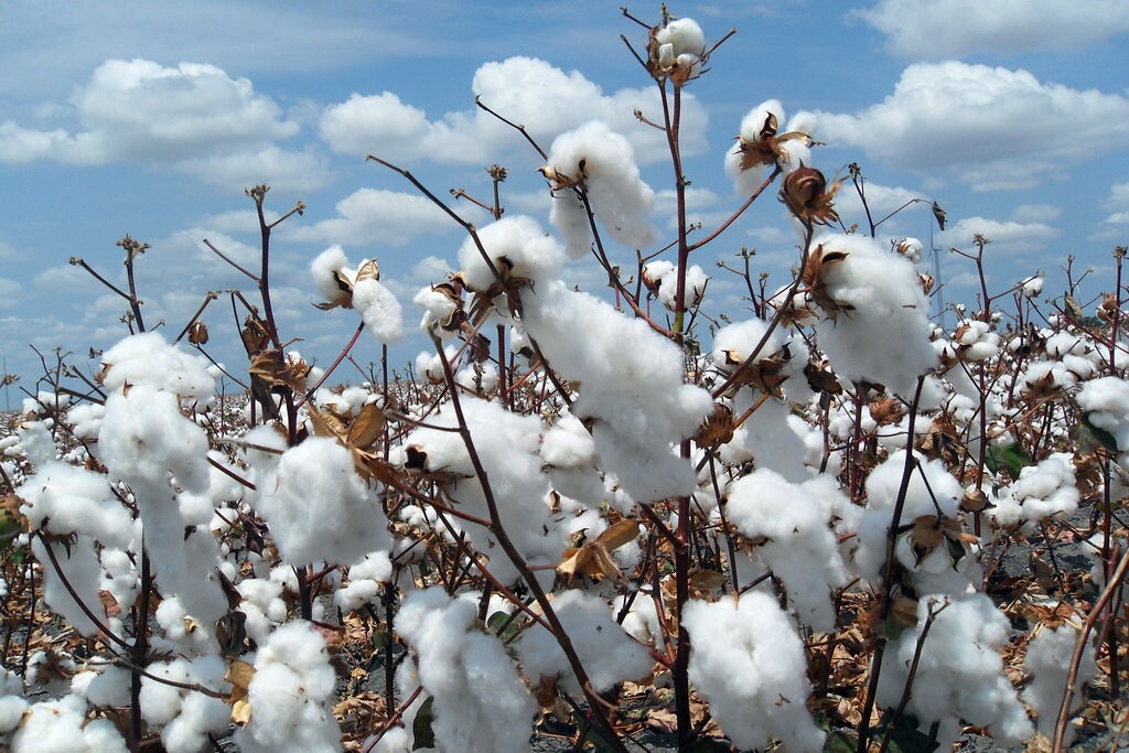 Cotton seeds | White cotton seeds | Gossypium Hirsutum | ceylon seeds to grow