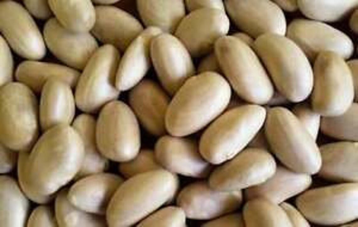 organic fresh jack fruit seeds world largest tropical fruit seeds 10