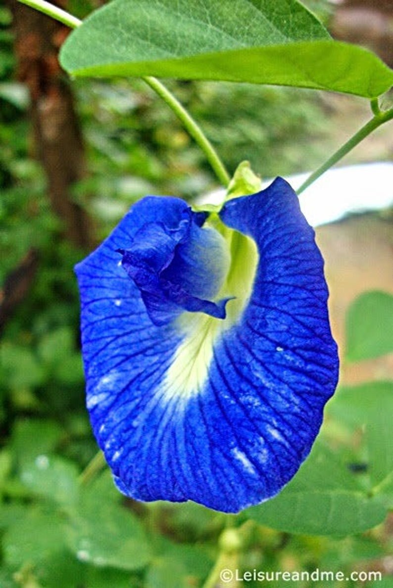Powder Butterfly Pea Tea Thai Flower Blue Drink Natural Pure Organic Herbs