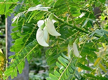 Sesbania Grandiflora Seeds - White flower Hummingbird Tree - Bright pea like blossoms | Fast Splitting, 95% GERM, Non GMO