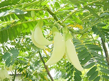 Sesbania Grandiflora Seeds - White flower Hummingbird Tree - Bright pea like blossoms | Fast Splitting, 95% GERM, Non GMO