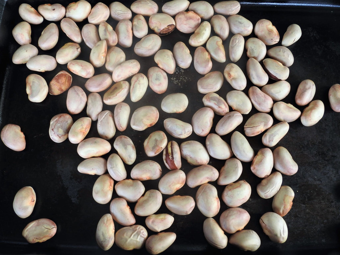 Ceylon Jakfruit seed 100% organic pure planted seeds