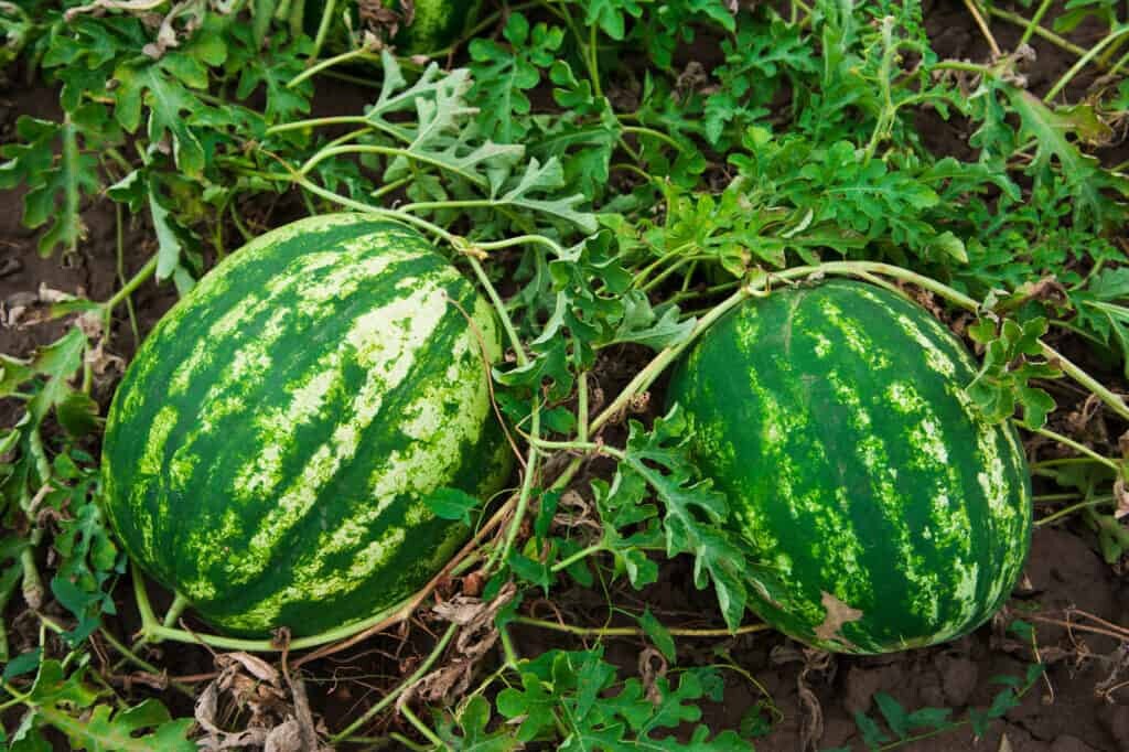 Water melon seeds pack for home garden bonsai from sri lanka ceylon products